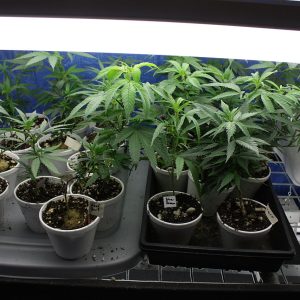 1280px-Cannabis_Clones