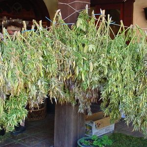 640px-Marijuana_Drying