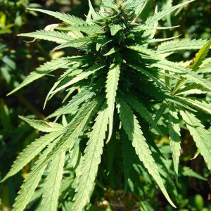 hashish-1027934_1920