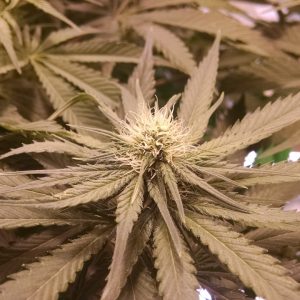 marijuana-1114687_1920