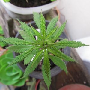 marijuana-998664_1920