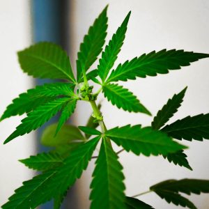 natural-1122973_1920